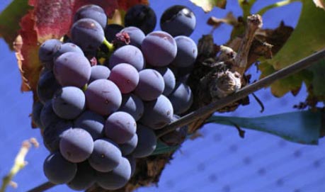 Grenache Wine Grapes