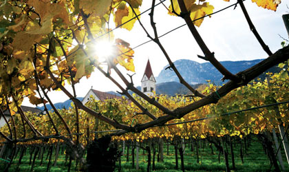The vineyards of Kellerei-Cantina Andrian in Italy's Alto Adige region