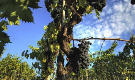 Sangiovese grapevine in the Chianti wine region of Tuscany