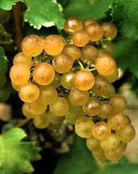 Semillon grape