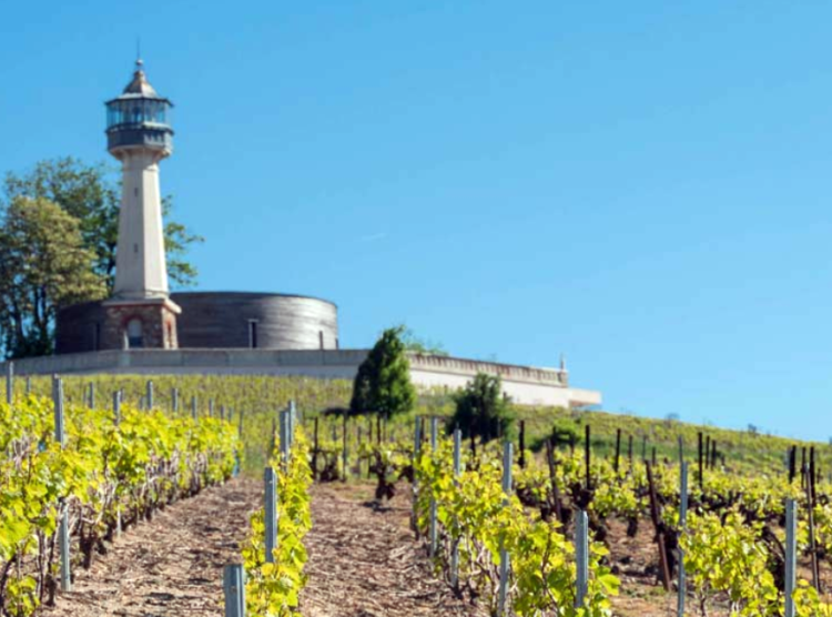 Champagne Jean Lallement Vineyards