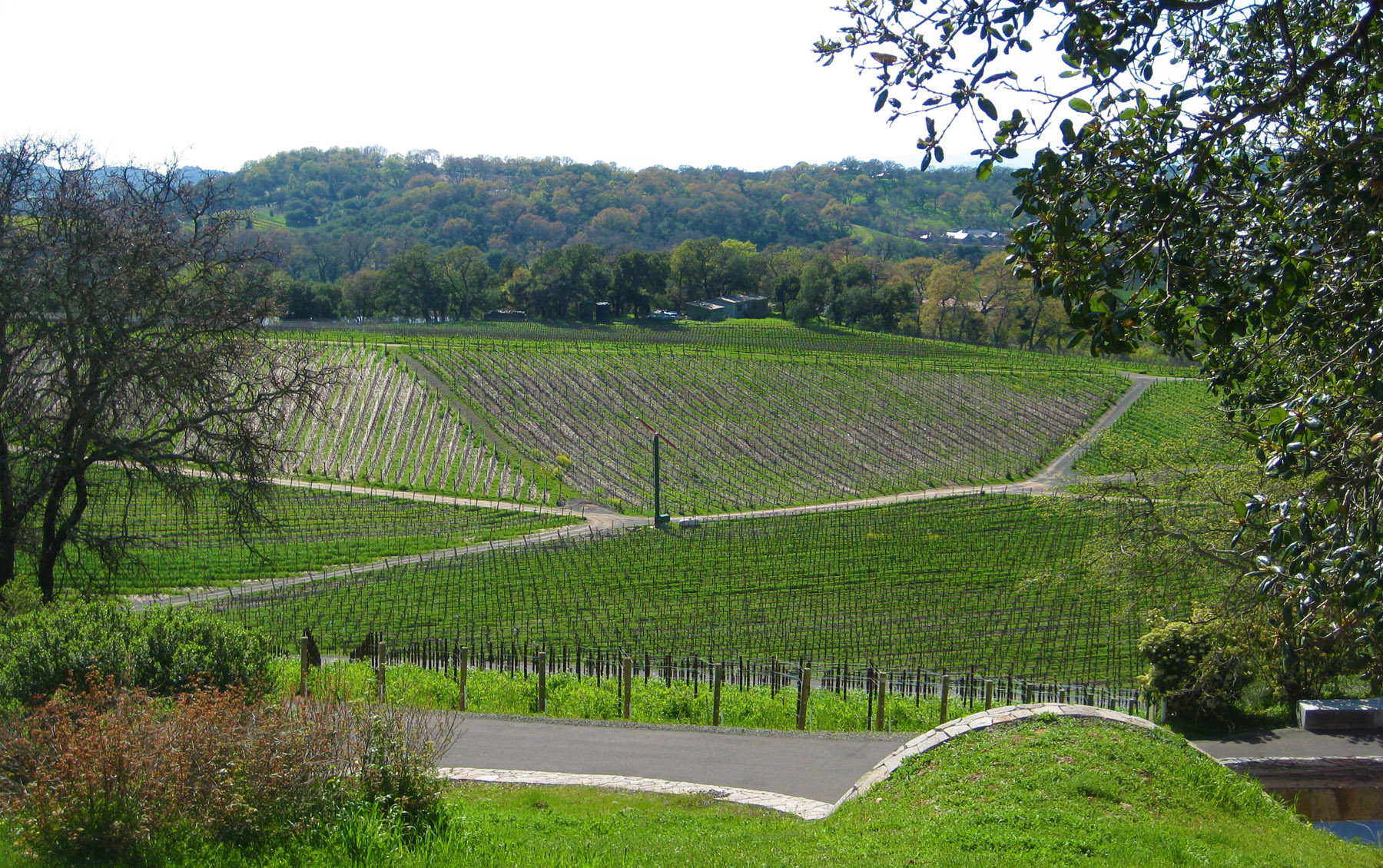 Palmaz Vineyards