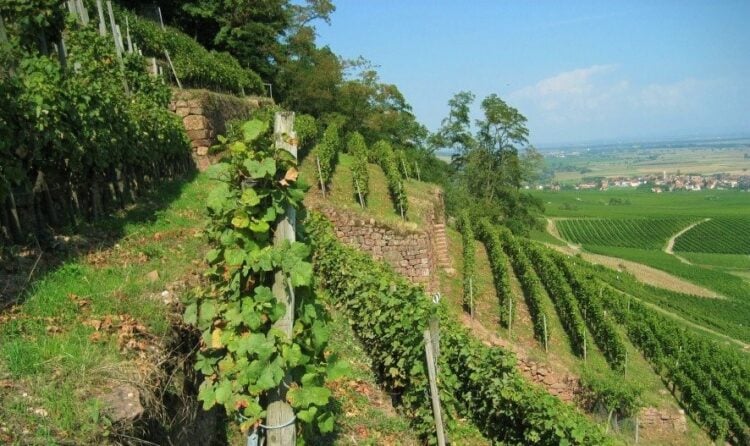 Domaine Schlumberger Vineyards | Alsace, France