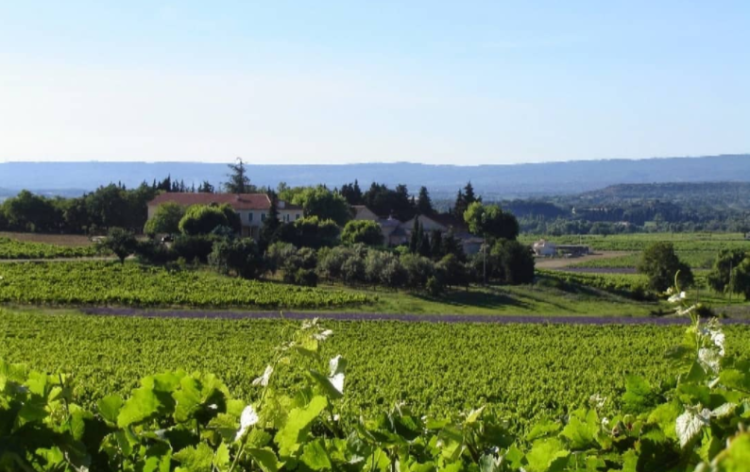 Domaine du Séminaire Côtes du Rhône vineyards