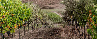 Vigne Surrau Vineyards Sardinia Italy