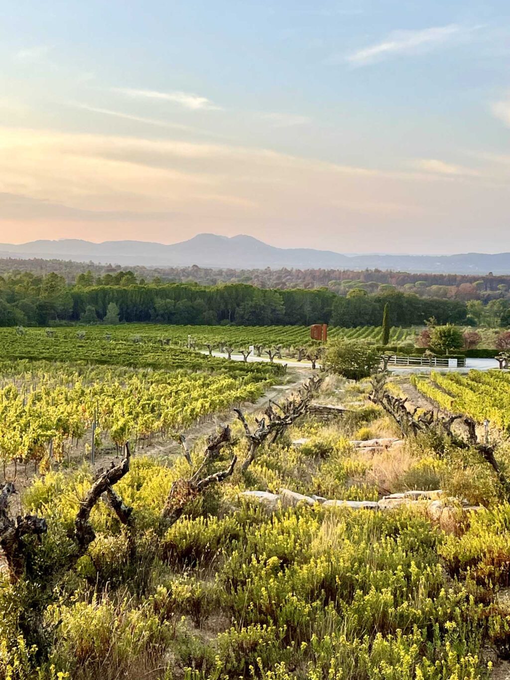 Vineyards | Ultimate Provence