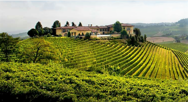 Barbera d'Asti Pre Phylloxera