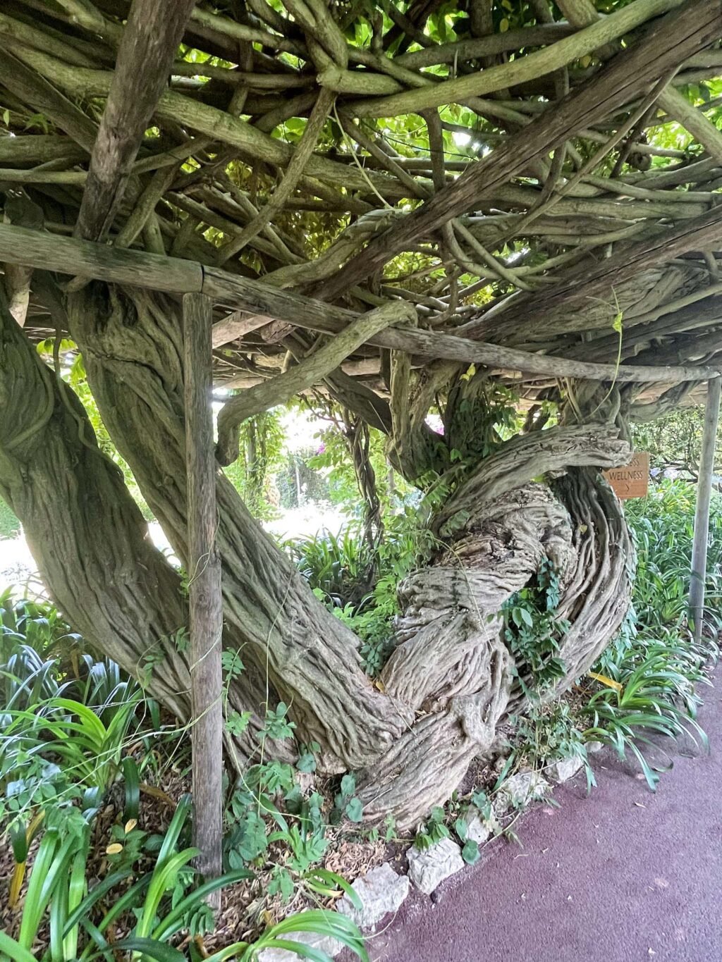 Wisteria roots