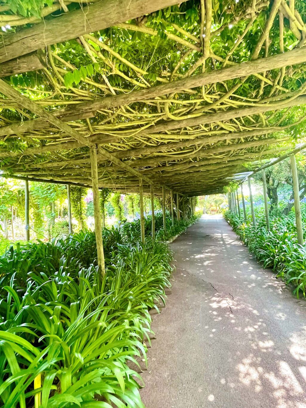 Wisteria tunnel