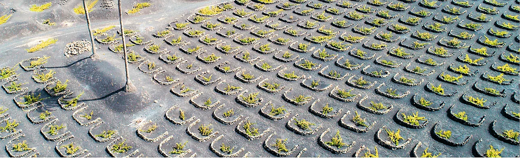 Malvasia Volcanico 2020, Bodega Los Bermejos | Spain