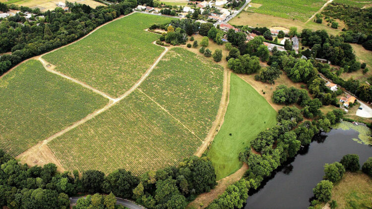 Château l'Oiselinière de la Ramée vineyards Muscadet Sèvre et Maine