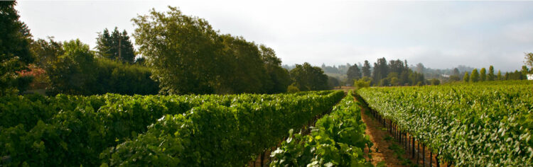 Ron Rubin Winery vineyards