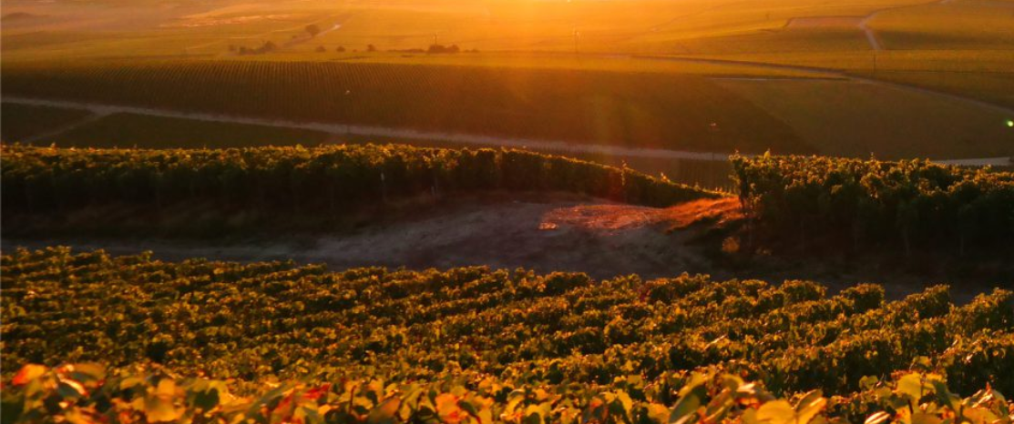 Champagne Brut Waris Larmandier vineyards