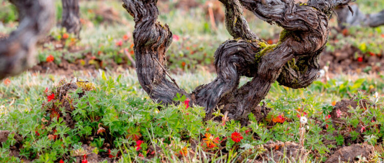 Vouvray, Loire France | Domaine Champalou