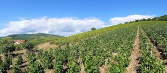 Brouilly Domaine les Roches Bleues vineyard | Beaujolais, France