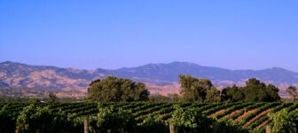 Grenache noir Esfuerzo Wines | Santa Ynez, CA