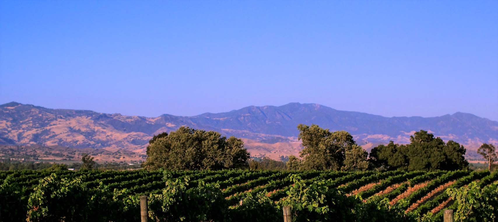 Grenache noir Esfuerzo Wines | Santa Ynez, CA