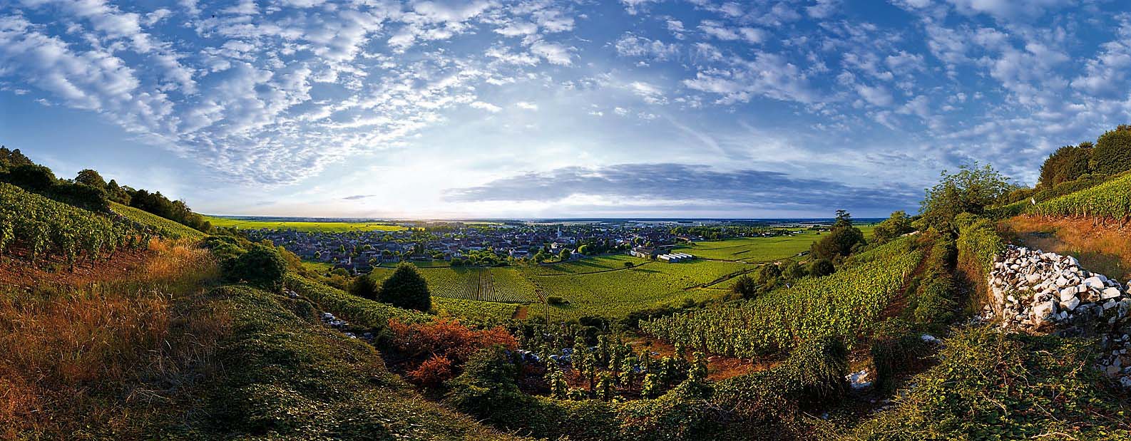 Best pinot noir wines