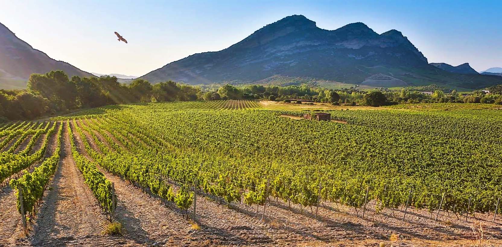 Patrimonio Yves Leccia | Corsica, France